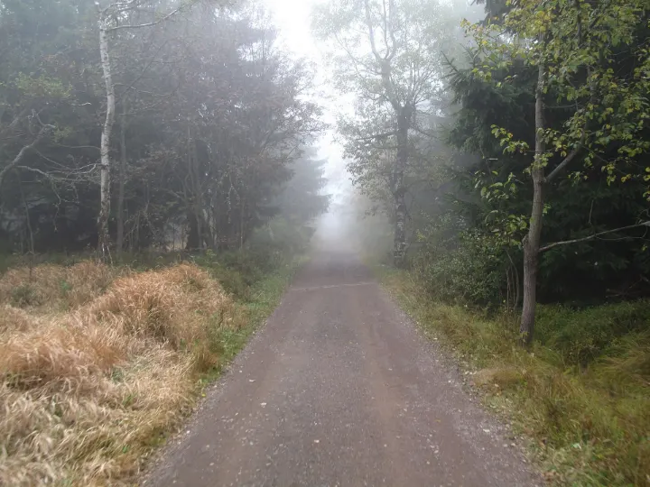 Lesní cesta v mlze